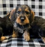 Teckel pups. Ruwhaar teckel pups, Dieren en Toebehoren, Nederland, CDV (hondenziekte), 8 tot 15 weken, Dwerg