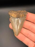 Haaientand I. Hastalis Antwerpen, Ophalen of Verzenden, Fossiel