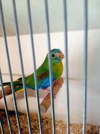 Turqusine parkieten, Dieren en Toebehoren, Vogels | Parkieten en Papegaaien, Meerdere dieren, Parkiet