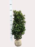 Prunus lusitanica 'Angustifolia' (portugese laurier), Bloeit niet, 100 tot 250 cm, Volle zon, In pot