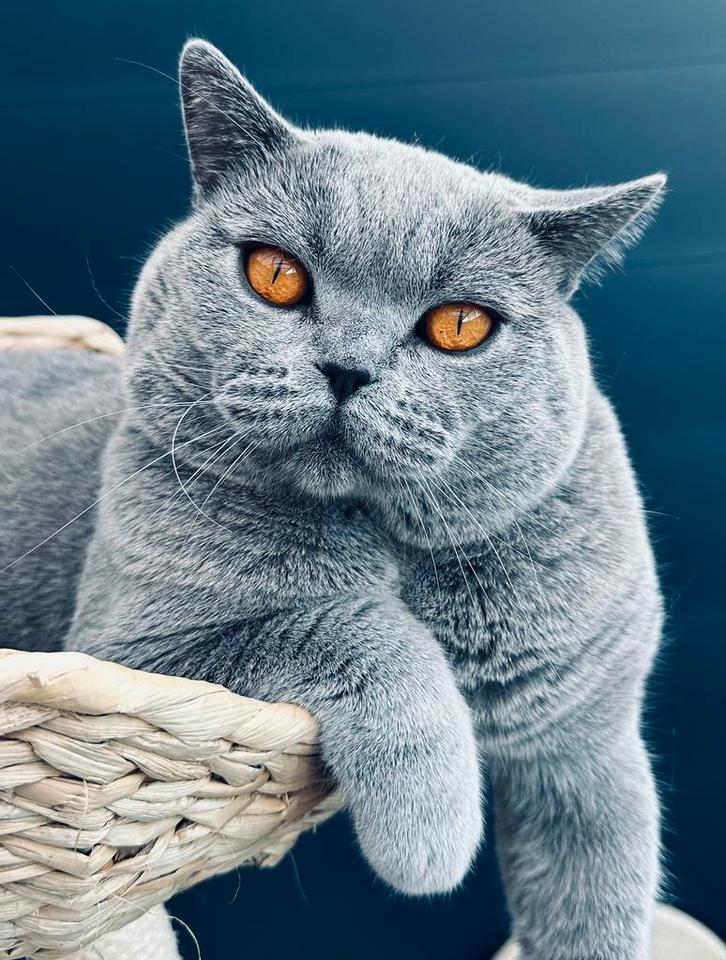 Dekkater Brits Korthaar met stamboom |bloedgroep B | ERVAREN, Dieren en Toebehoren, Katten en Kittens | Dekkaters