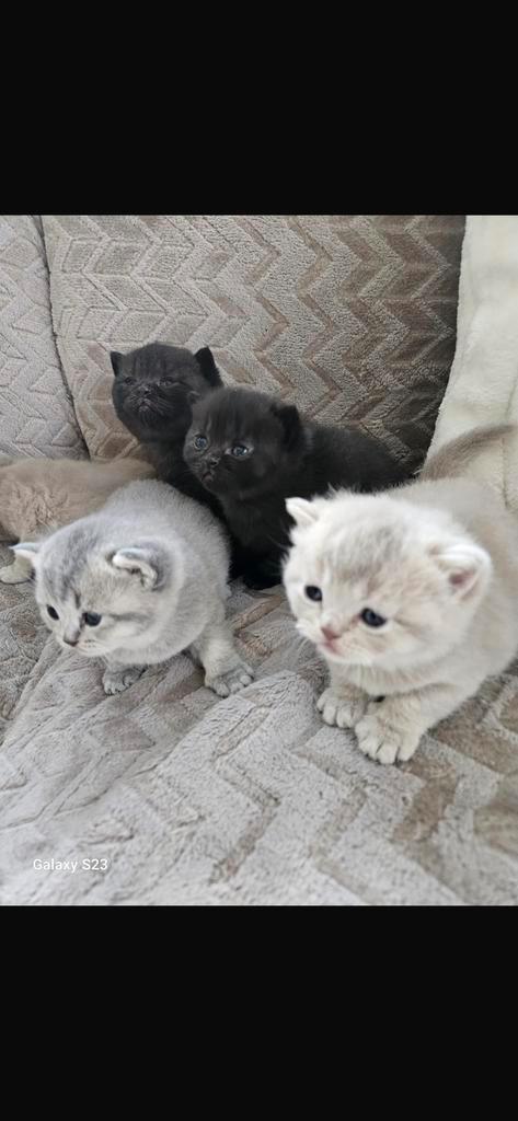 5 Britse korhaar kittens te koop!, Dieren en Toebehoren, Katten en Kittens | Raskatten | Korthaar, Meerdere dieren, 0 tot 2 jaar