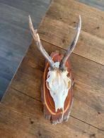 Ree Schedel met Gewei - Halloween Decoratie, Ophalen