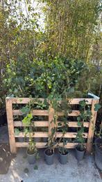 Hedera super nette planten goed vertakt superprijs  2,95, Tuin en Terras, Ophalen, Vaste plant, Bloeit niet, Halfschaduw