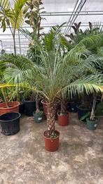 Phoenix roebelinii 190cm met mooie stam, Ophalen, Zomer, Overige soorten, Halfschaduw