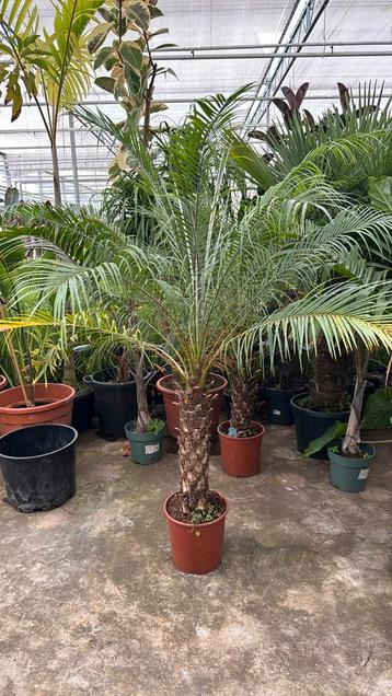 Phoenix roebelinii 190cm met mooie stam beschikbaar voor biedingen
