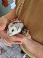 Baby dwerghamster, Dieren en Toebehoren, Meerdere dieren, Hamster