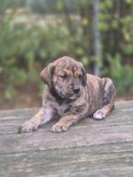 Boxer kruising golden retriever pups, Dieren en Toebehoren, Overige rassen, 8 tot 15 weken, Meerdere, Meerdere dieren