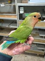4x agapornis dwergpapegaai roseicollie om tam te maken., Dieren en Toebehoren, Vogels | Parkieten en Papegaaien, Meerdere dieren