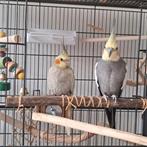 Lief valkparkietkoppel zoekt warm huis, inclusief toebehoren, Dieren en Toebehoren, Vogels | Parkieten en Papegaaien, Meerdere dieren