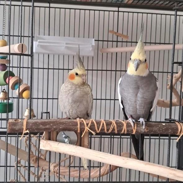 Lief valkparkietkoppel zoekt warm huis, inclusief toebehoren, Dieren en Toebehoren, Vogels | Parkieten en Papegaaien, Parkiet