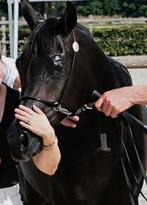 Zwarte Arabische Merrie | Homozygoot, Dieren en Toebehoren, Merrie