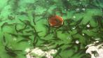 Aasvis, aas, snoekbaars, snoek, baars, roofvis, Discus, Overige typen, Nieuw, Discus