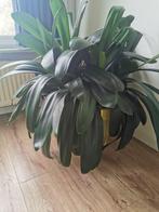 Mooie Clivia, Vetplant, In pot, Minder dan 100 cm, Bloeiende kamerplant
