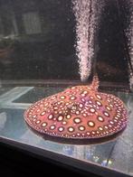 Potamotrygon Henlei Hybride ruilen rtc albino/ platinum, Vis