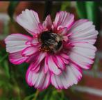 Cosmea Picotee zaden, Ophalen of Verzenden, Voorjaar, Volle zon, Zaad