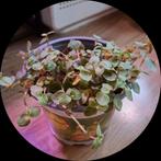 🪴Callisia Repens - Schildpadplant Kamerplant🪴OPHALEN, Ophalen, Overige soorten, Halfschaduw, Minder dan 100 cm