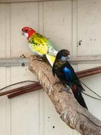 Kweekkoppel mutatie rosella's ( pracht, Dieren en Toebehoren, Meerdere dieren, Parkiet