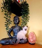 Lief ragdoll meisje zoekt gouden mandje, Poes, Ontwormd, 0 tot 2 jaar