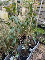 Groenblijvende clematis 125 /150 grote pot stevige plant, Ophalen, Vaste plant, Halfschaduw, Klimplanten