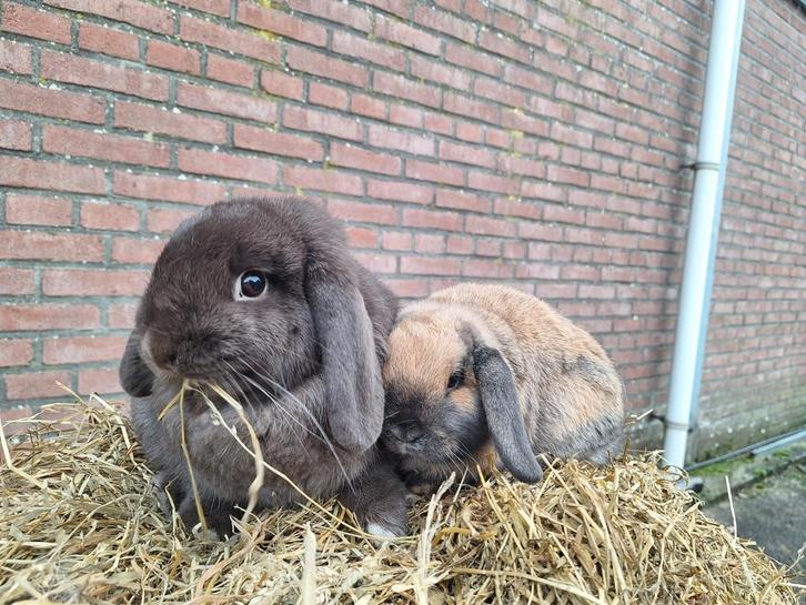 Nederlandse hangoor dwerg koppel choco/Madagascar, Dieren en Toebehoren, Konijnen, Dwerg, Meerdere dieren, 0 tot 2 jaar, Hangoor