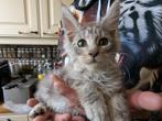 1 Maine Coon poes of 1maine coon kater  met stamboom, Dieren en Toebehoren, Meerdere dieren, Gechipt