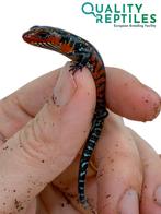 Nakweek vuurskink met of zonder terrarium, Hagedis, 0 tot 2 jaar