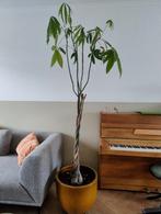 Geldboom / Pachira Aquatica kamerplant gratis, Ophalen, 100 tot 150 cm, Overige soorten, Halfschaduw