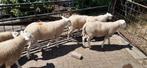 Tekoop stamboek swifter dekrammen gekeurd en niet gekeurd, Dieren en Toebehoren, Schapen, Geiten en Varkens, Meerdere dieren, Schaap