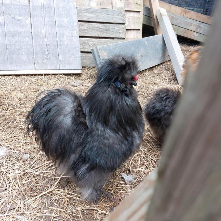 Zijdehoen haan, Dieren en Toebehoren, Pluimvee, Kip, Mannelijk