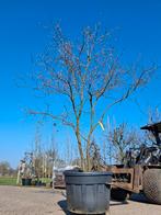 Mega grote meerstammige krent! Amelanchier lamarckii 5 meter, Tuin en Terras, Planten | Bomen, In pot, Halfschaduw, Lente, 400 cm of meer