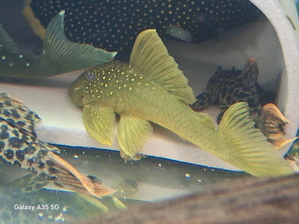 L200 green phantom, Vis