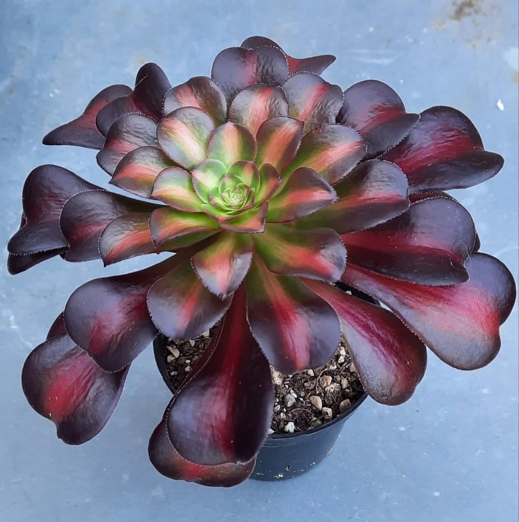 Vetplant Aeonium Kilimanjaro, Vetplant, Ophalen of Verzenden, Minder dan 100 cm, Volle zon