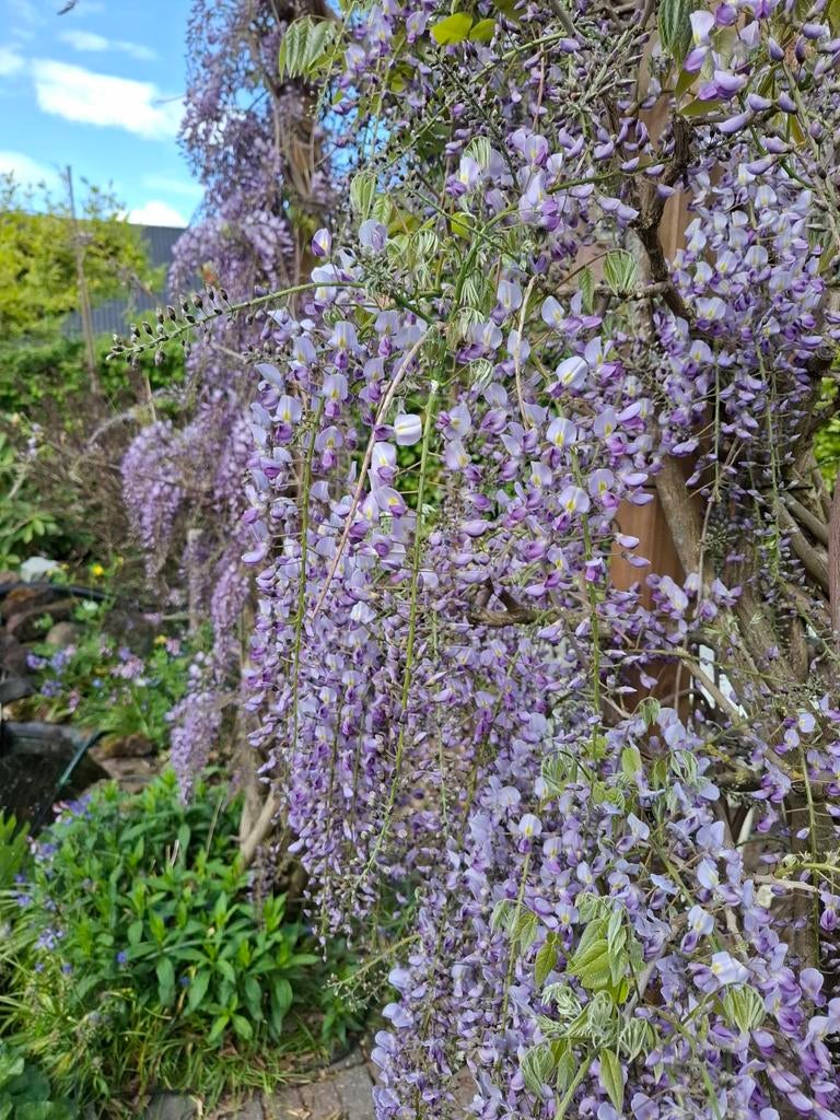 Blauwe regen, Tuin en Terras, Planten | Tuinplanten, Ophalen, Klimplanten, Volle zon