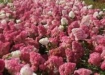 Hydrangea pan. Vanille Fraise 30/40 in een 3 liter pot, Ophalen, Overige soorten, Halfschaduw