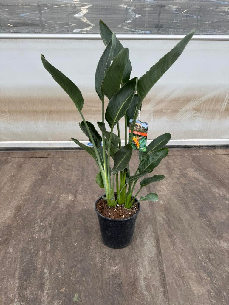 Strelitzia reginae p 24 cm h 100 cm, Huis en Inrichting, Ophalen, Halfschaduw, Minder dan 100 cm