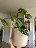 Monstera Monkey Mask in prachtige bloempot, Ophalen of Verzenden, In pot, Halfschaduw, Minder dan 100 cm