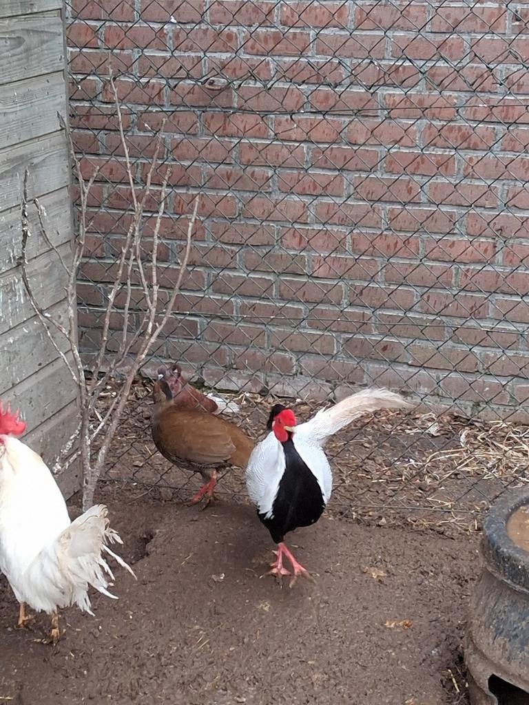 Span Zilverfazanten, Dieren en Toebehoren, Pluimvee, Meerdere dieren, Gans of Zwaan
