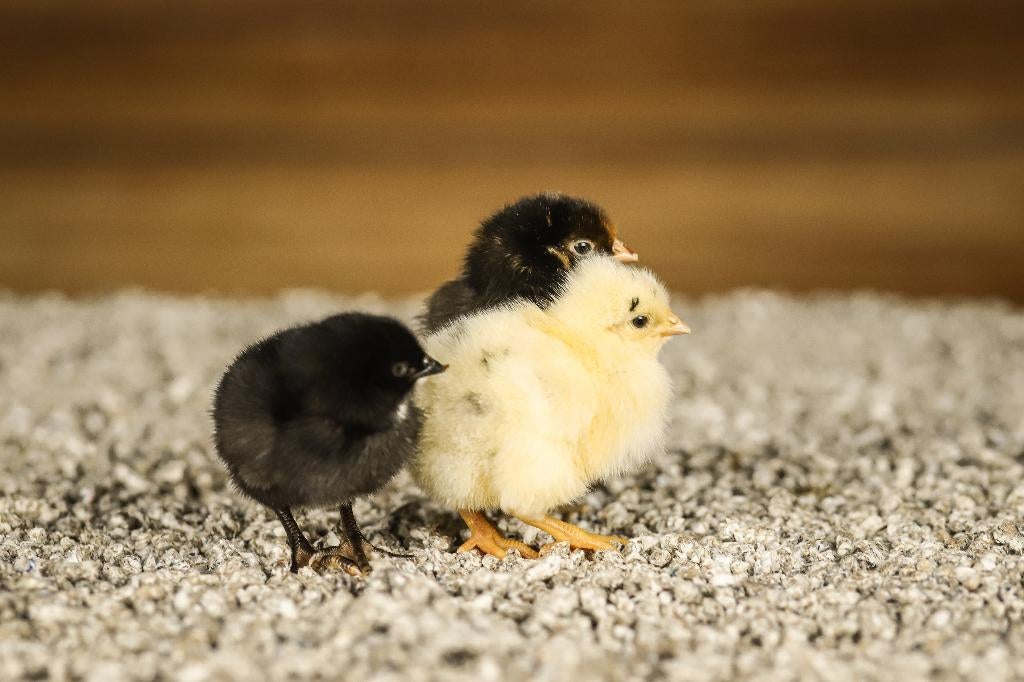 Wyandotte groot kippenkuikens | Gesekst en Ingeënt, Vrouwelijk, Kip