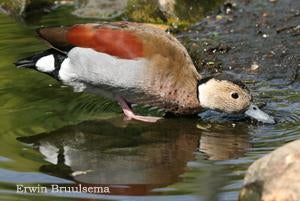 Roodschouder talingen., Meerdere dieren, Eend
