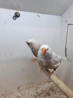 Te koop koppel charcoal wang, Meerdere dieren