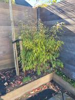 Mooie grote gezonde bamboe / bamboeplanten, Tuin en Terras, Planten | Tuinplanten, Ophalen of Verzenden