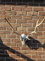 Hertenschedel met Gewei - Decoratief en Uniek, Verzamelen, Ophalen of Verzenden, Gebruikt