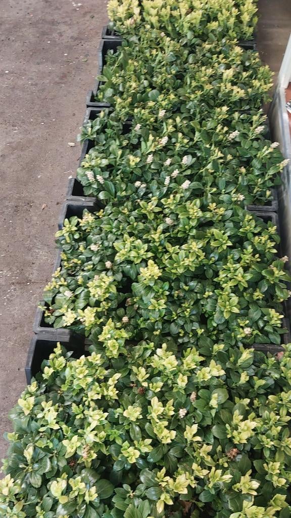 Pachysandra grondbedekker, Ophalen, 100 tot 250 cm