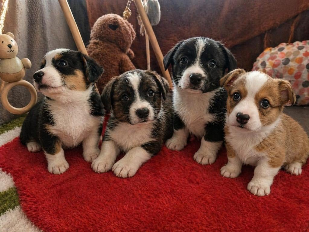 Welsh Corgi Cardigan Pups., Dieren en Toebehoren, Overige rassen, 8 tot 15 weken, Meerdere, Meerdere dieren