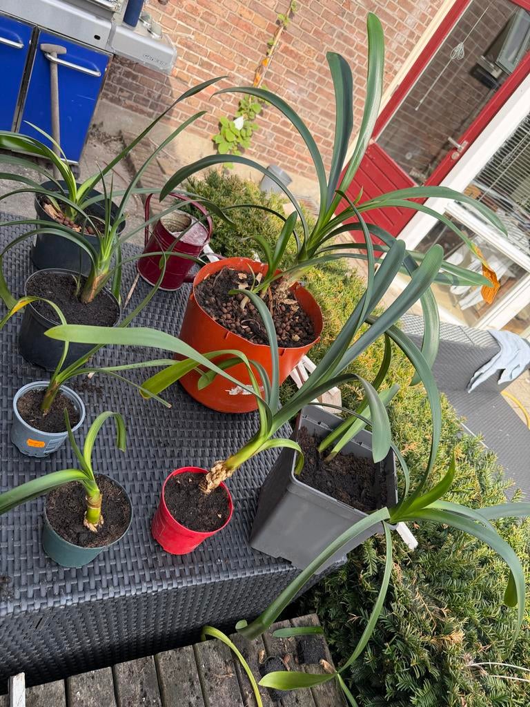 Clivia miniata (Oranje Kafferlelie / Sint-Jozefplant), Bloeiende kamerplant, Ophalen, Halfschaduw, Minder dan 100 cm