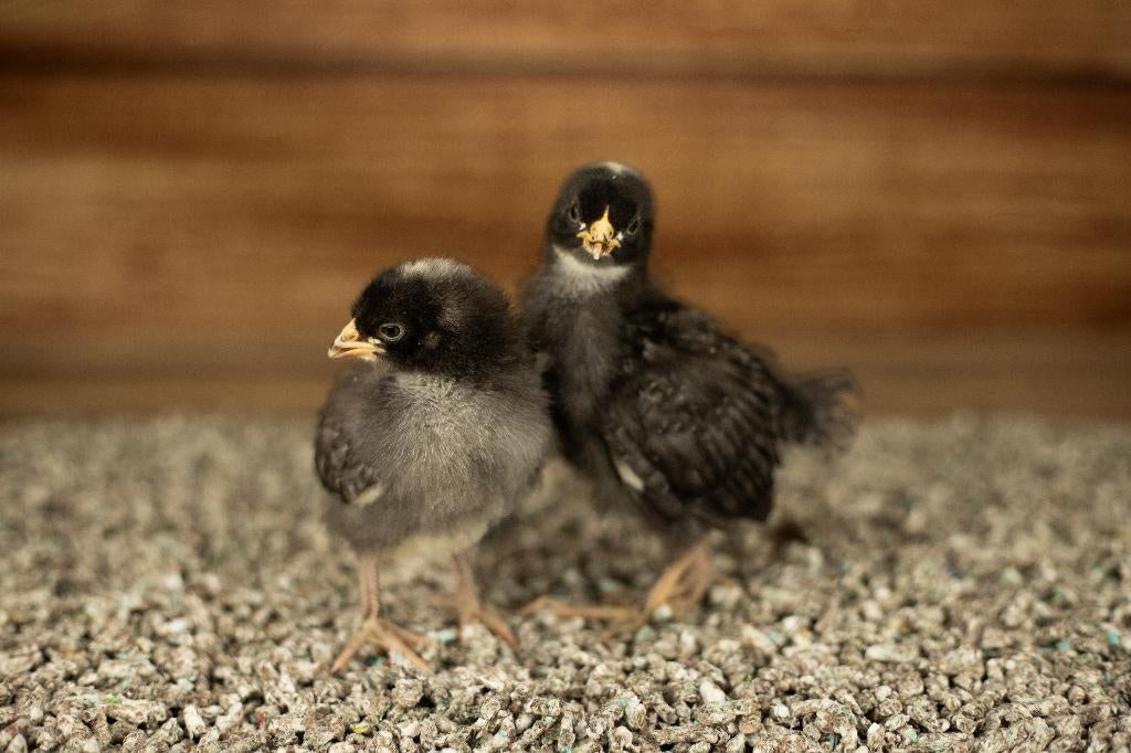 Noord Hollands Blauwe groot kippen kuikens | Gesekst/Ingeënt, Vrouwelijk, Kip