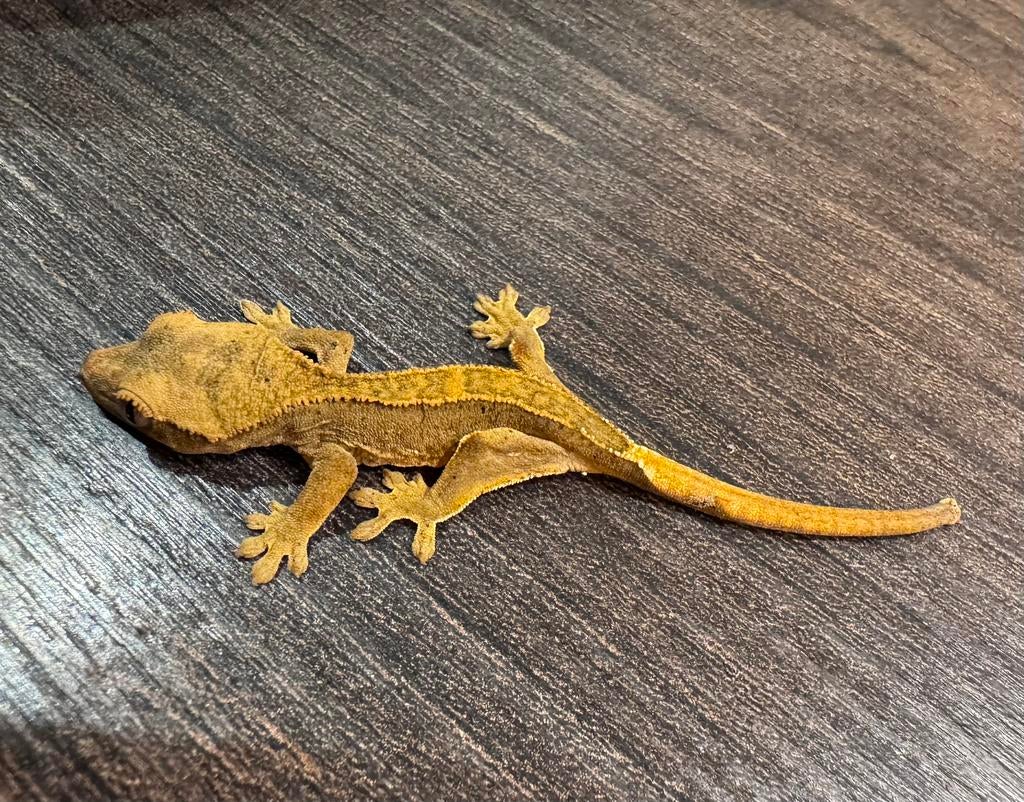 100% het Axanthic Harlequin baby wimper gekko te koop, Hagedis, Met terrarium, 0 tot 2 jaar