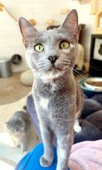 Prachtige poes Aly (gesteriliseerd), Dieren en Toebehoren, Katten en Kittens | Overige Katten, Poes, 0 tot 2 jaar