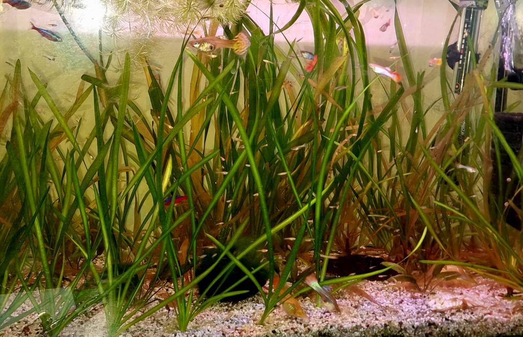 Gezonde guppies, Ophalen, Plant(en), Steen of Hout